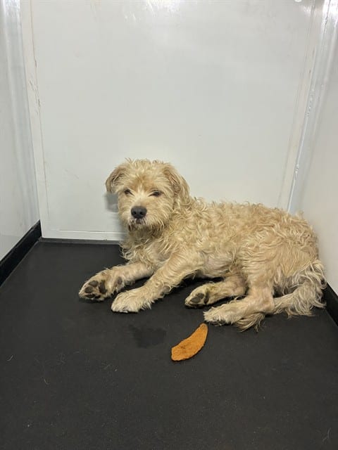 Photo of Simba, adoptable Maltese in San José, California