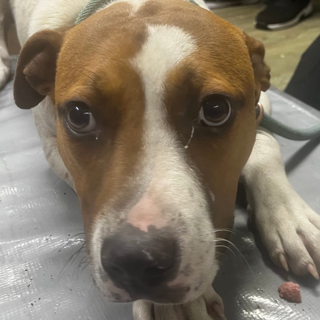 Photo of Freddy, adoptable Mixed Breed (Medium) in Summerville, South Carolina