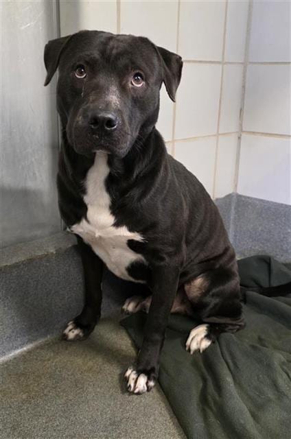 Photo of Ramen, adoptable American Staffordshire Terrier in San Antonio, Texas