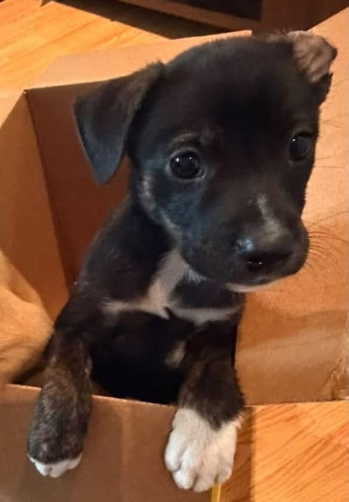 Photo of Fonzie, adoptable Terrier in Berlin, New Jersey