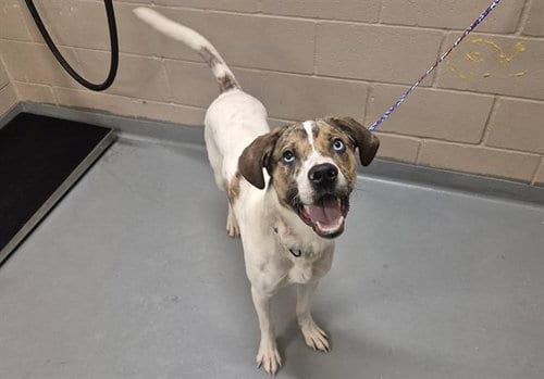 Photo of Cedar, adoptable Catahoula Leopard Dog in Tacoma, Washington