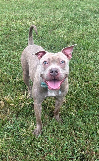 Photo of Maddie, adoptable Pit Bull Terrier in Forestville, Maryland