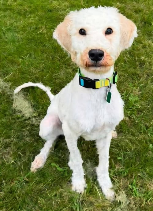 Photo of Margie, adoptable Poodle (Standard) in Clarkston, Michigan
