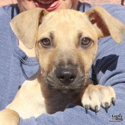 Photo of Archie, adoptable Labrador Retriever in Washington, District of Columbia