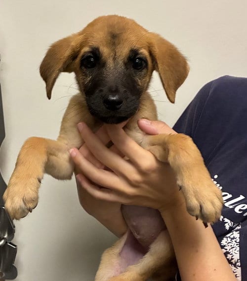 Photo of Wanda, adoptable Unknown breed in Rancho Santa Fe, California