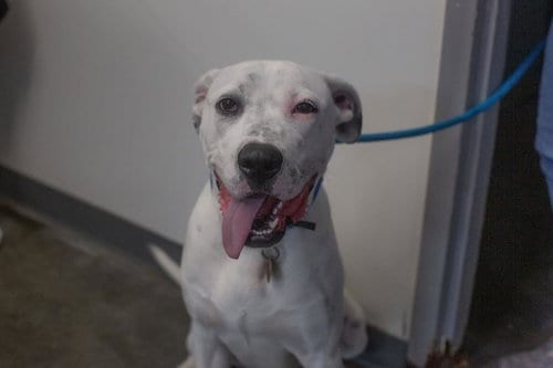 Photo of Queso, adoptable Dalmatian in Mountain Home, Arkansas