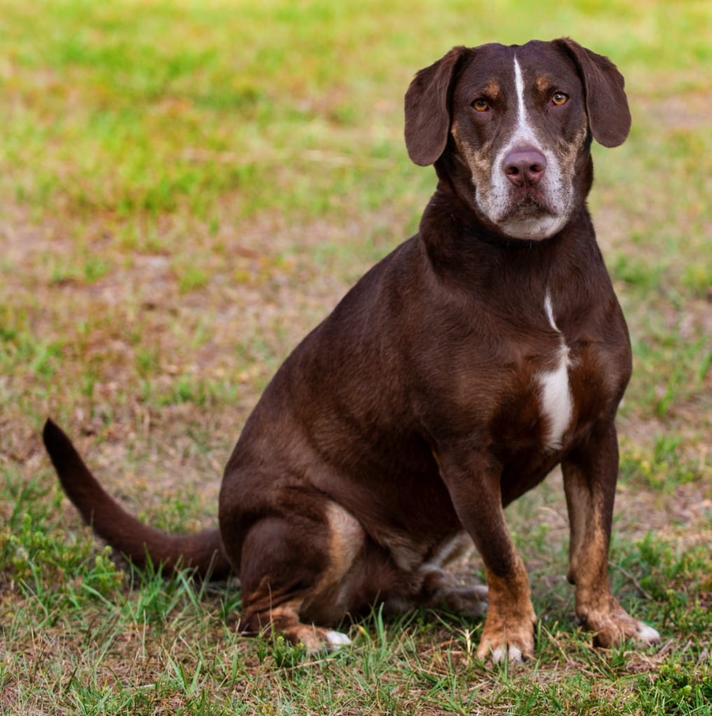 Photo of Choppa, adoptable Mixed Breed in Ocala, Florida