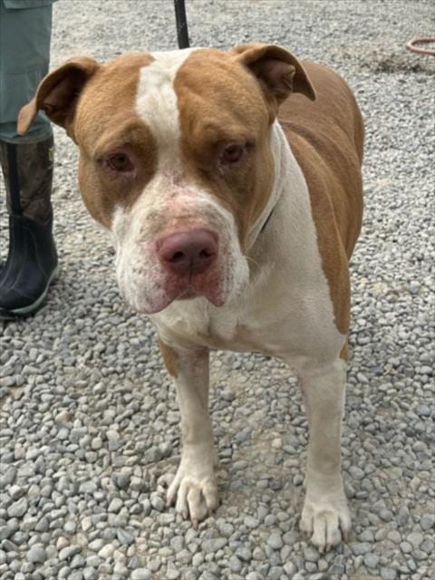 Photo of Kratos, adoptable Pit Bull Terrier in Woodland, California