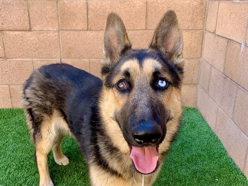 Photo of Victory, adoptable German Shepherd Dog in Moreno Valley, California