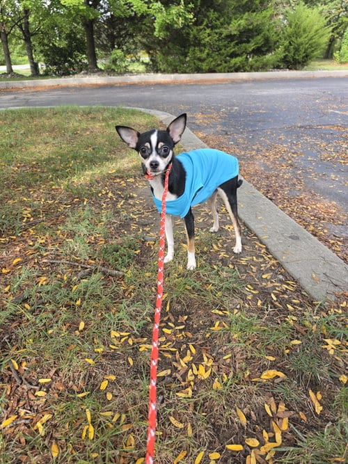 Photo of Benji, adoptable Chihuahua in Newark, Delaware