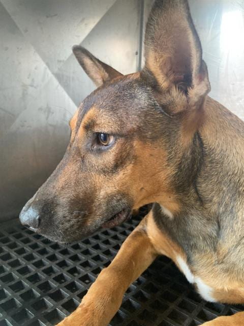 Photo of Bella, adoptable Belgian Shepherd Malinois in Dallas, Texas