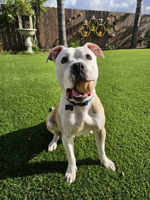 Photo of Tuck, adoptable Pit Bull Terrier in Chula Vista, California