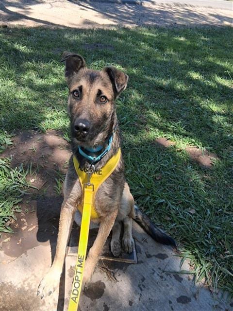 Photo of Shinji, adoptable German Shepherd Dog in Sacramento, California