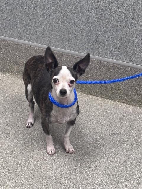 Photo of Lola, adoptable Chihuahua in Las Vegas, Nevada