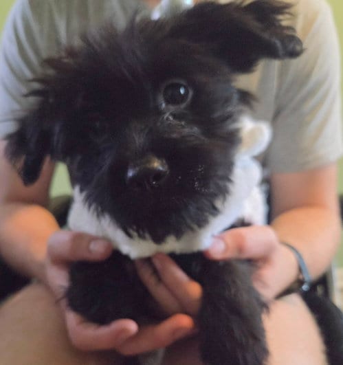Photo of Rose, adoptable Shih Tzu in Plainfield, Illinois