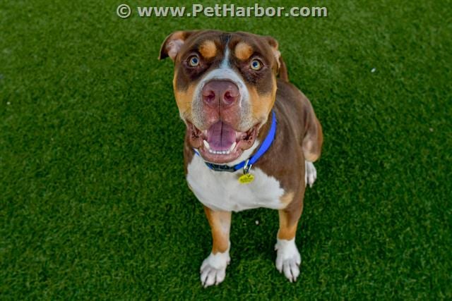 Photo of Marty, adoptable American Bulldog