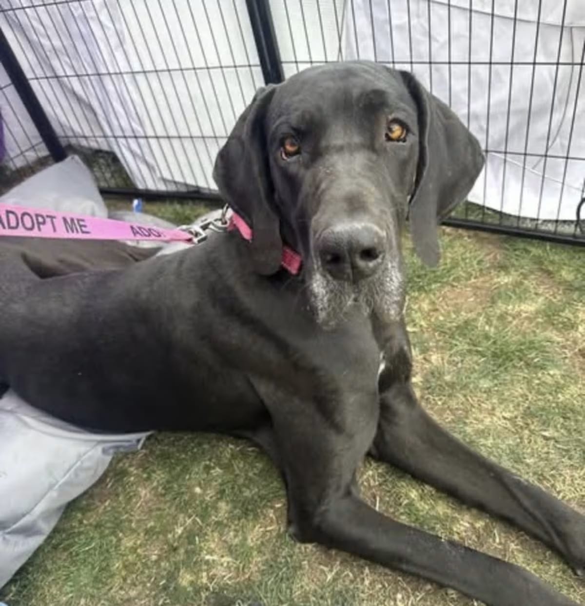 Photo of Maya, adoptable Great Dane in canyon country, California
