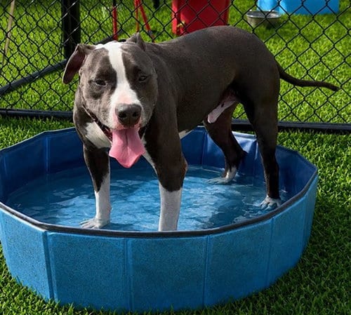 Photo of Rocky Road, adoptable American Pit Bull Terrier in Ocala, Florida