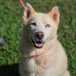 Photo of Balto JuM, adoptable Husky in Baltimore, Maryland