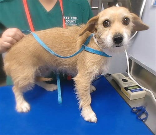 Photo of Dorthy, adoptable Cairn Terrier in Phoenix, Arizona