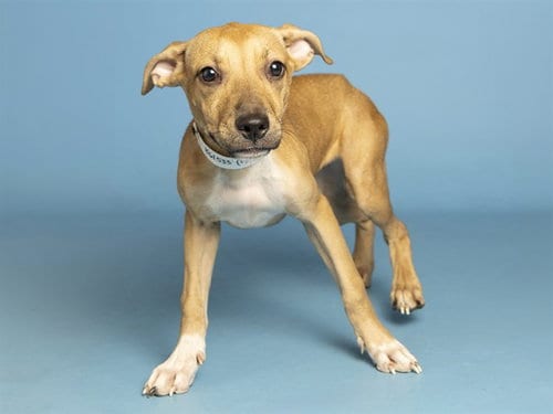 Photo of Jillian, adoptable American Pit Bull Terrier in Phoenix, Arizona