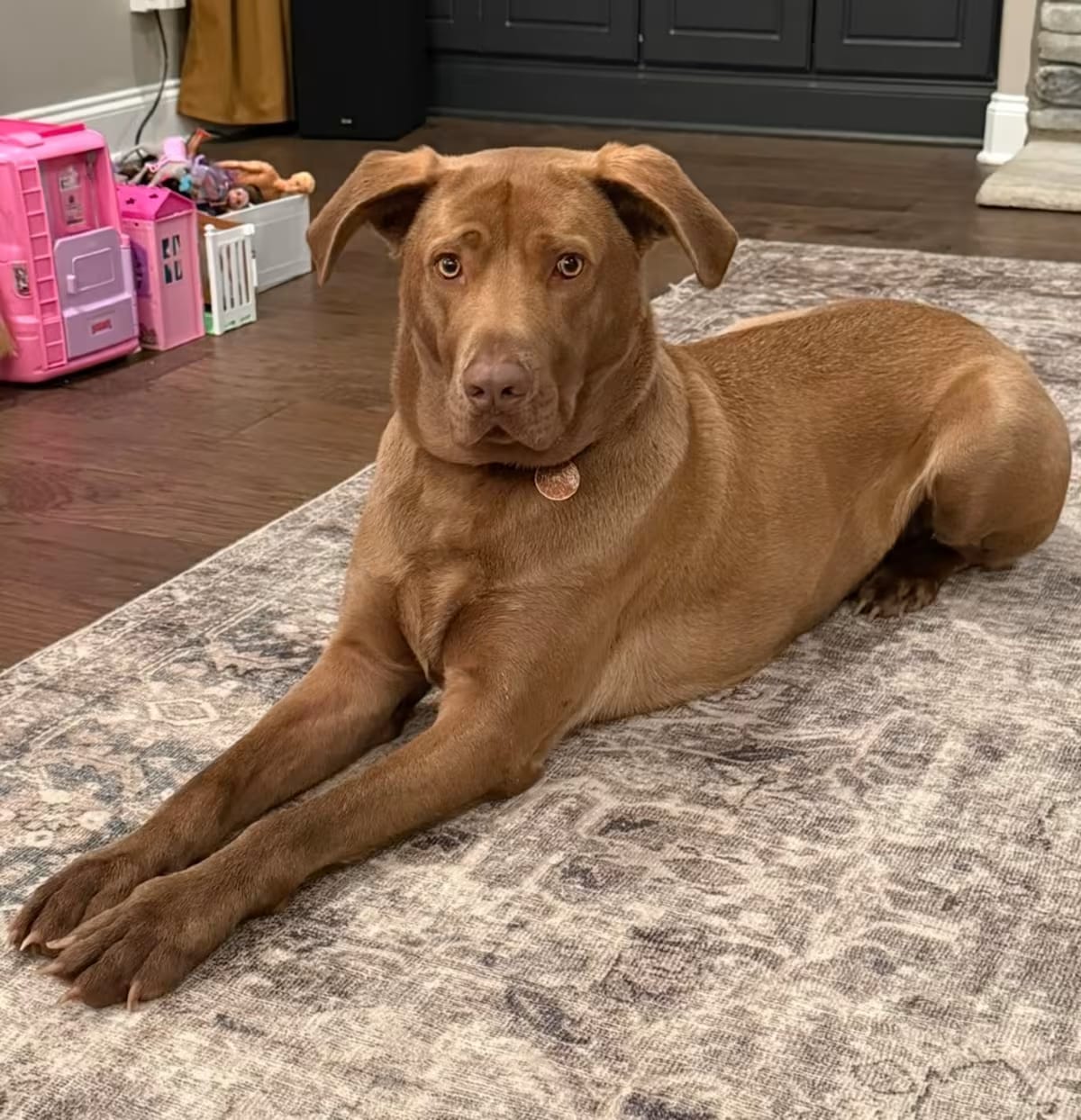 Photo of Baxter, adoptable Labrador Retriever in Denver, Colorado