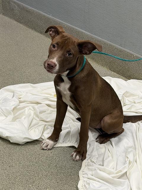Photo of Latte, adoptable Pit Bull Terrier in Las Vegas, Nevada