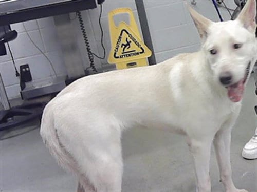 Photo of Lupe, adoptable Siberian Husky in Houston, Texas