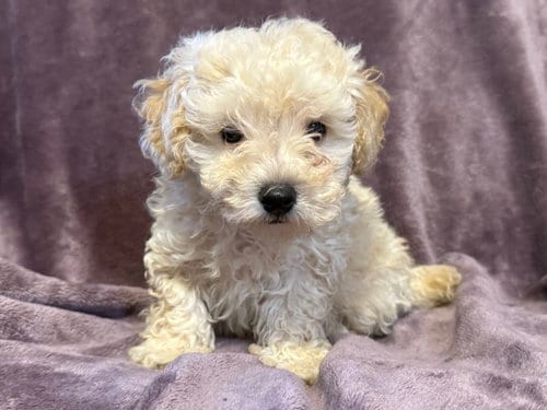 Photo of Rufus - In Foster in Rocky Mount, NC, adoptable Poodle (Miniature) in Pacolet, South Carolina