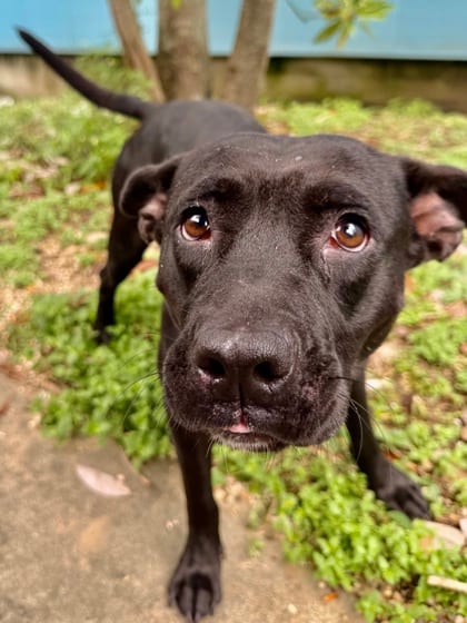 Photo of Kiyoshi, adoptable Terrier in New Orleans, Louisiana