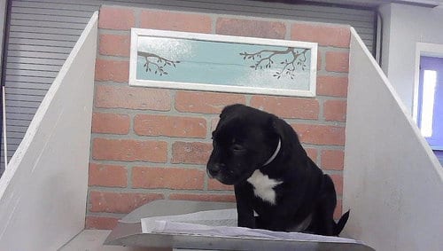 Photo of A2099846, adoptable Bulldog in Houston, Texas