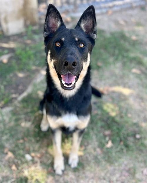 Photo of Hopscotch, adoptable German Shepherd Dog in Riverside, California