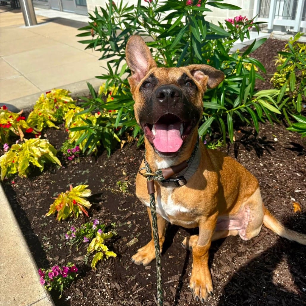 Photo of Uncle Sammy, adoptable Mixed Breed (Large) in St. Louis, Missouri