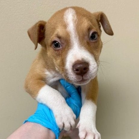 Photo of Porter, adoptable Mixed Breed (Medium) in East Hanover, New Jersey