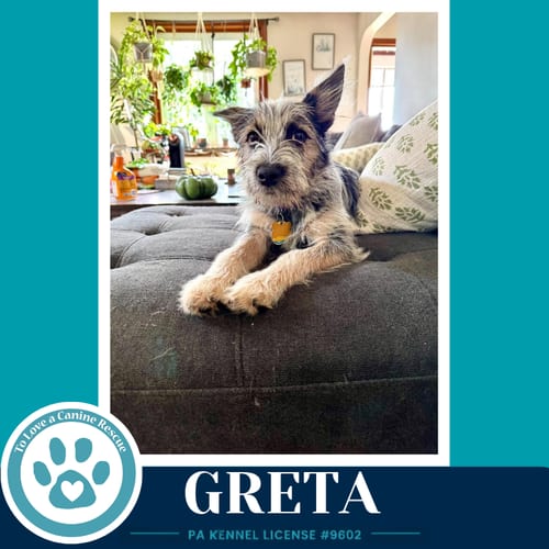 Photo of Greta (Gee Pups) 082226, adoptable Shih Tzu in Kimberton, Pennsylvania