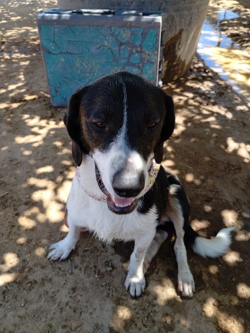 Photo of Mailo, adoptable Beagle in Apple Valley, California
