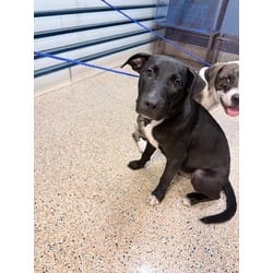Photo of Tom, adoptable American Pit Bull Terrier in Doral, Florida