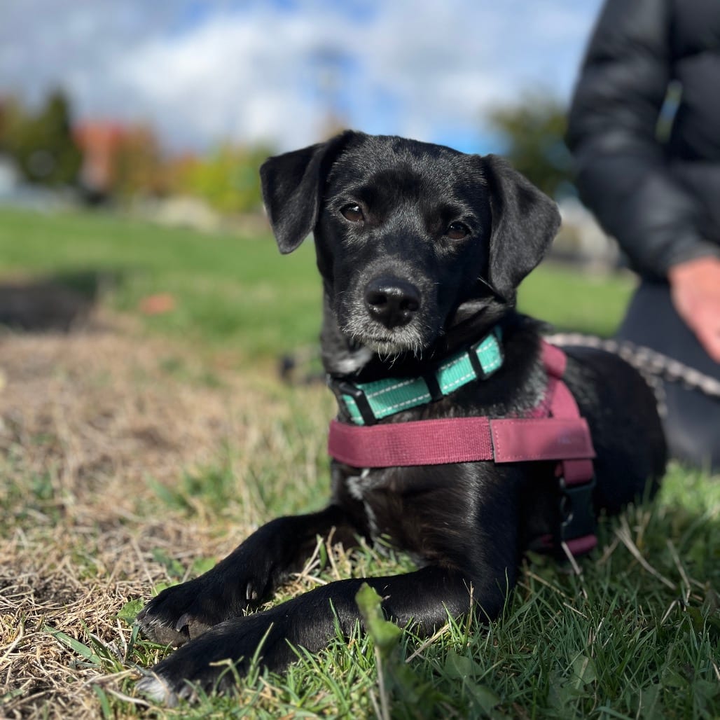 Photo of Ripley, adoptable Corgi, Pembroke Welsh / Mixed Breed (Small) in Jackson County, Oregon