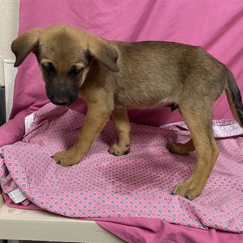 Photo of Cooper, adoptable German Shepherd Dog in Modesto, California