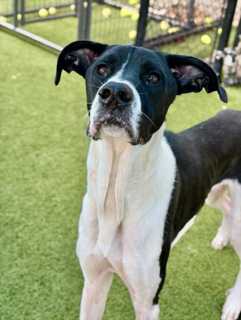 Photo of Lucas, adoptable Great Dane mix