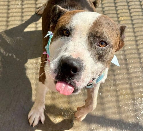 Photo of George Foreman, adoptable Pit Bull Terrier in Tulsa, Oklahoma