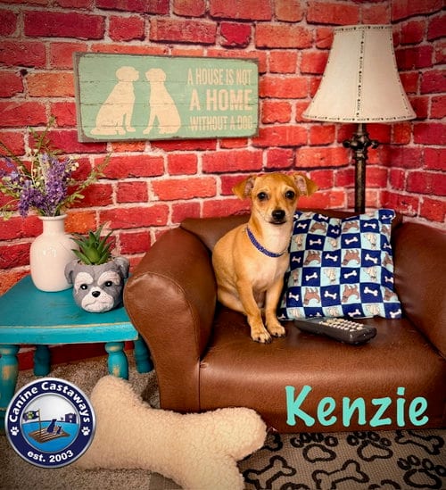 Photo of Kenzie, adoptable Chihuahua in Arcadia, Florida
