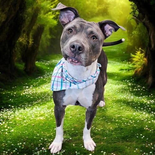 Photo of Gayle, adoptable Pit Bull Terrier in Fargo, North Dakota