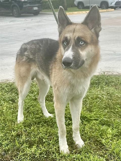 Photo of Wile E, adoptable German Shepherd Dog in Fort Lauderdale, Florida