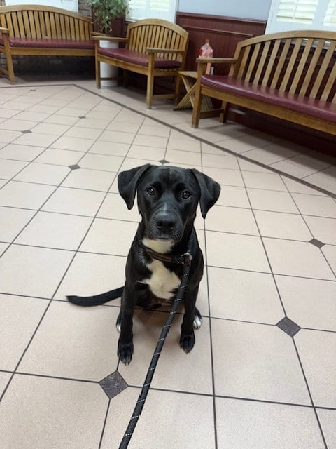 Photo of Lula, adoptable Labrador Retriever in Miami, Florida