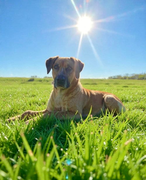 Photo of Ottis, adoptable Coonhound in Westwood, New Jersey