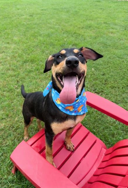 Photo of Hambone Shoe, adoptable Rottweiler in Haw River, North Carolina