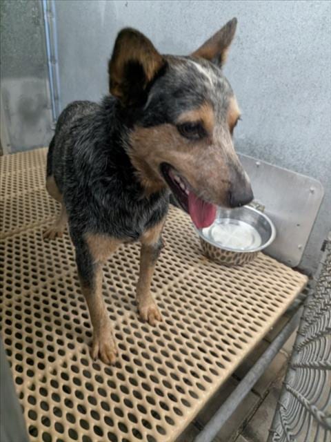 Photo of A524221, adoptable Australian Cattle Dog/Blue Heeler in Wilmington, North Carolina