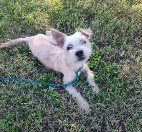 Photo of Ellie (TX), adoptable Terrier in New York, New York