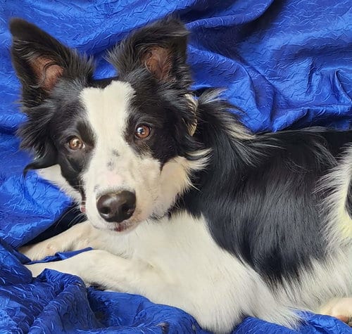 Photo of Willow Spring, adoptable Border Collie in Cuba, New York